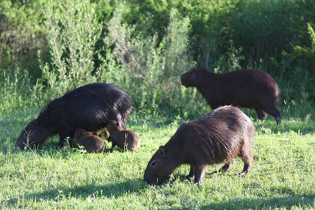 capybara family, wild