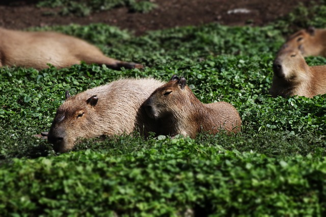 capybara group