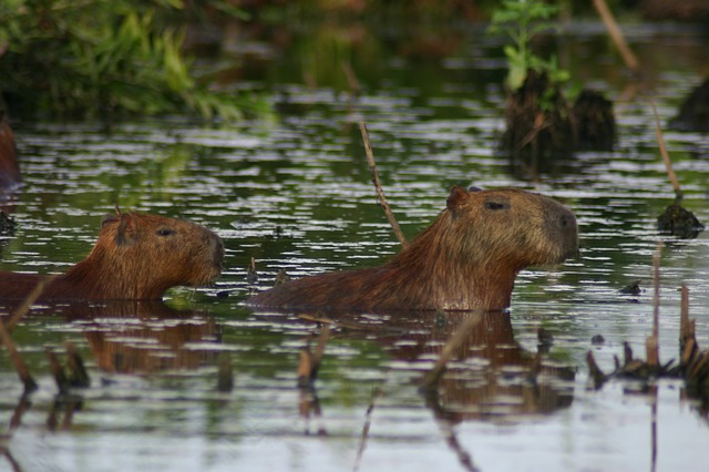 capybara swimming