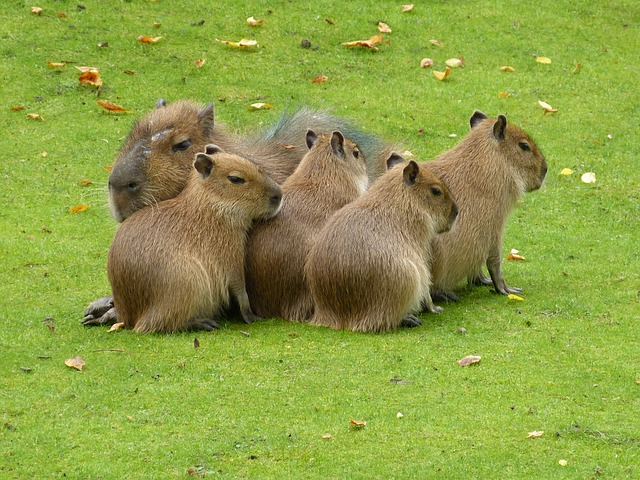 capybara family