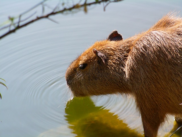 capybara drinking