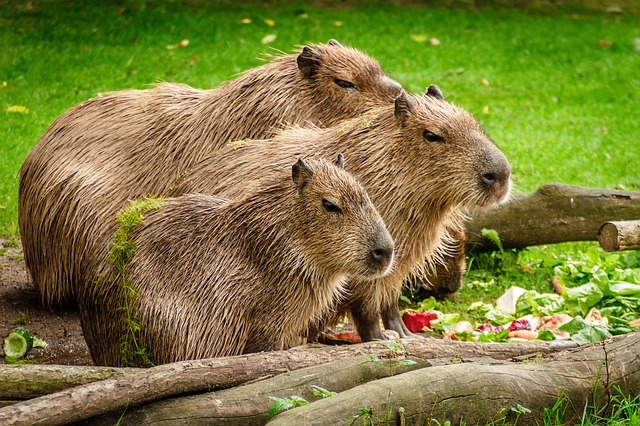 Capybara Facts – Capybara