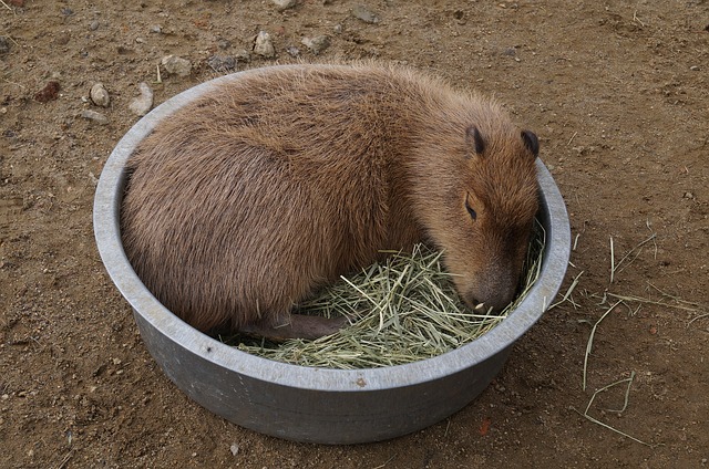 pet capybara