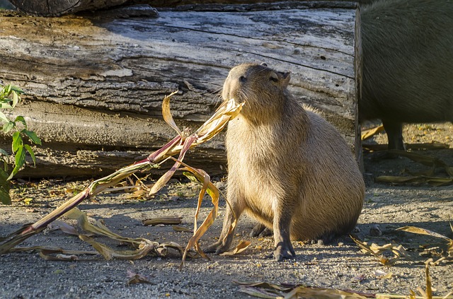 own a capybara pet