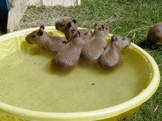 baby capybaras swimming