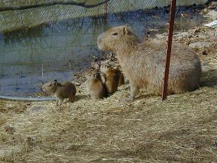 Baby Capybara – Capybara