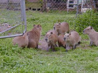 Baby Capybara – Capybara