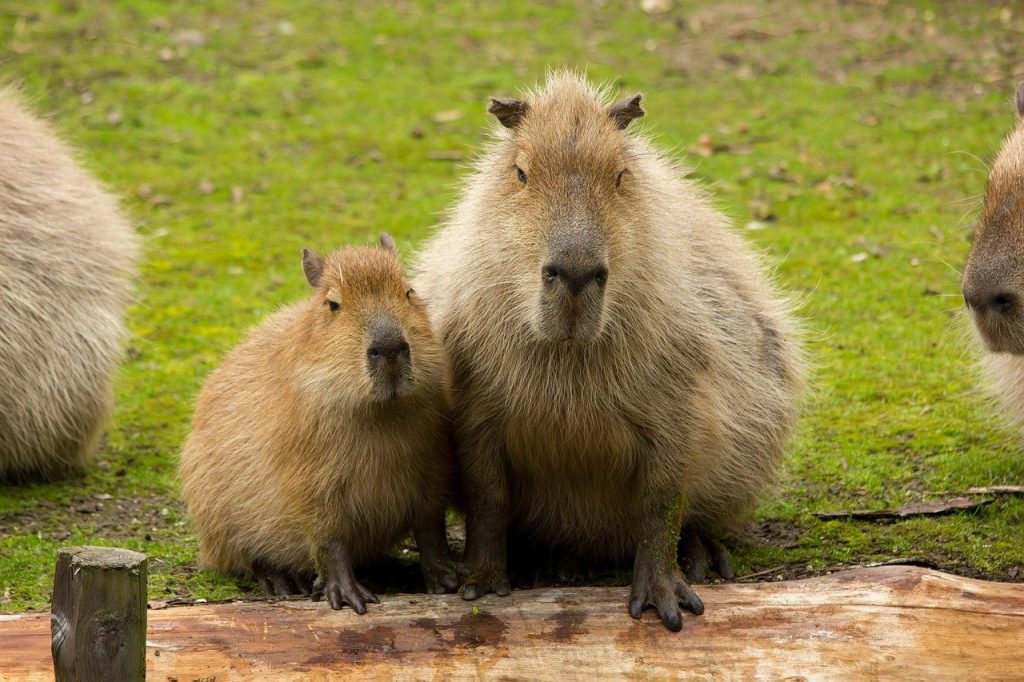 Baby Capybara Interaction With Humans