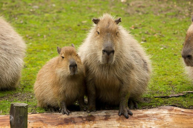 Capybara Baby Mother