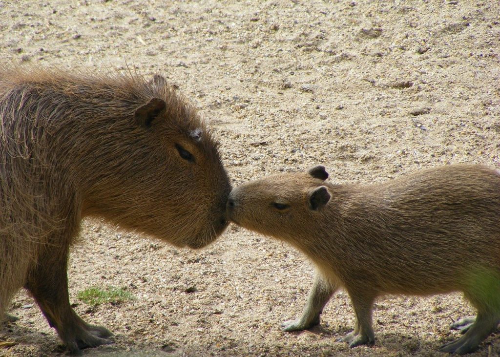 mother and baby capybara