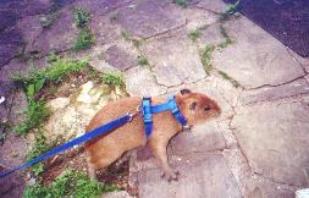 pet capybara