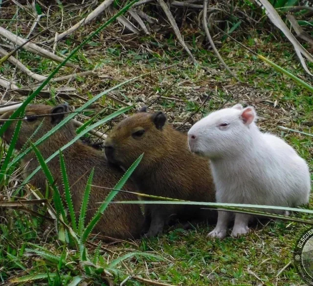 albino capybara