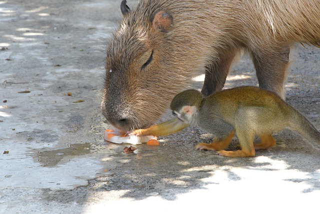 capybara eating