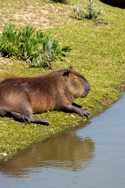 capybara is chill