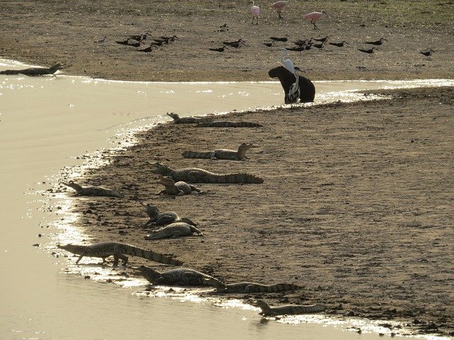 In the wild, capybaras predators