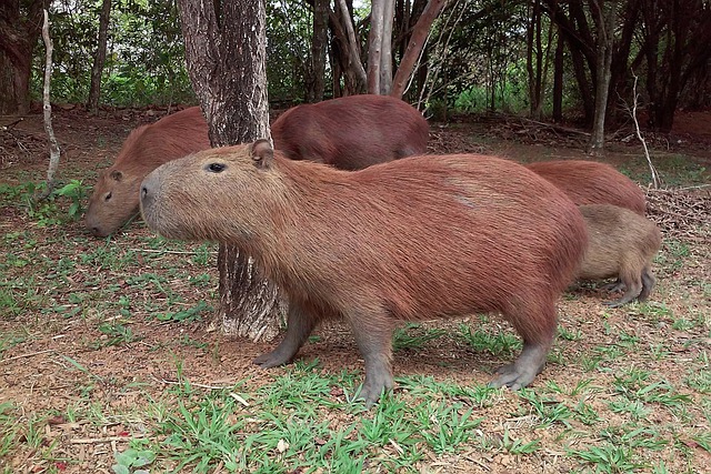 Capybara Meat – Capybara