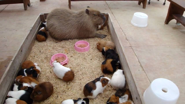 guineea pigs and capybara