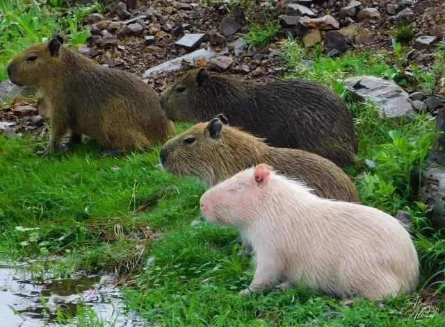 Albino Capybara – Capybara